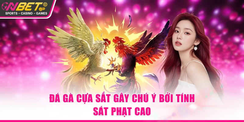 Đá gà cựa sắt gây chú ý bởi tính sát phạt cao